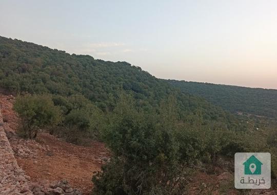 ارض للبيع في عجلون عرجان 